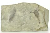 Eurypterus (Sea Scorpion) Fossil - Ukraine #271275-1